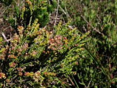 Passerina paleacea