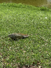 Iguana iguana