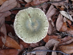 Russula variicolor