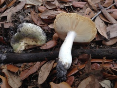 Russula variicolor