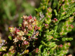 Passerina paleacea