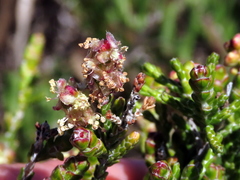 Passerina paleacea