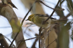 Setophaga townsendi × occidentalis