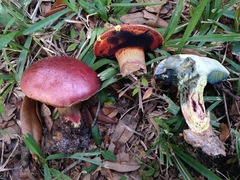Butyriboletus floridanus image