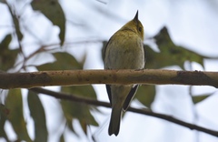Setophaga townsendi × occidentalis