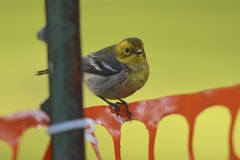 Setophaga townsendi × occidentalis