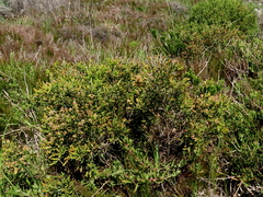 Passerina paleacea
