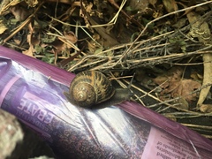 Cornu aspersum