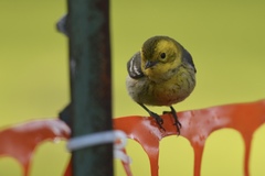 Setophaga townsendi × occidentalis