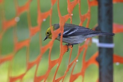 Setophaga townsendi × occidentalis