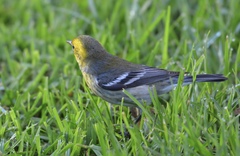 Setophaga townsendi × occidentalis