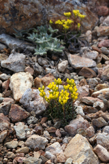 Draba incrassata