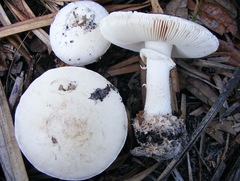 Amanita mutabilis image
