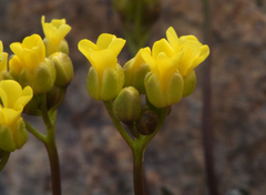 Draba incrassata
