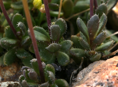 Draba incrassata