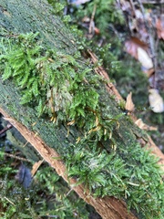 Herzogiella seligeri