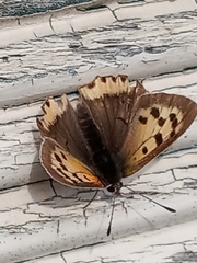 Lycaena phlaeas