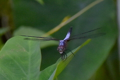 Brachydiplax