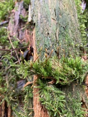 Herzogiella seligeri