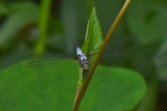 Brachydiplax