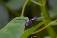 Brachydiplax chalybea