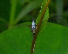 Brachydiplax chalybea