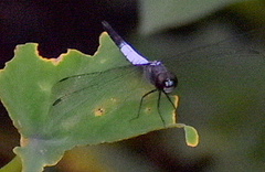 Libellulidae