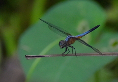 Brachydiplax chalybea