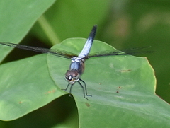 Brachydiplax chalybea