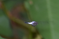 Brachydiplax farinosa