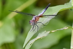 Brachydiplax chalybea