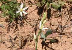 Ornithogalum hispidum