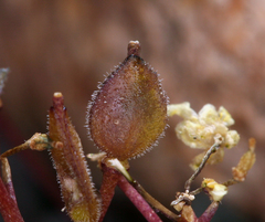 Draba incrassata