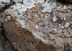 Protoblastenia rupestris