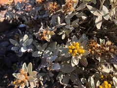 Helichrysum obconicum
