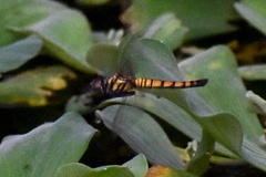 Libellulidae