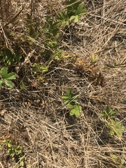 Trifolium wormskioldii