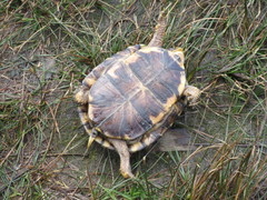 Terrapene carolina