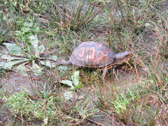 Terrapene carolina
