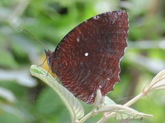 Elymnias hypermnestra