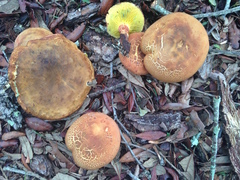 Phylloporus rhodoxanthus image