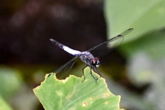 Brachydiplax sobrina