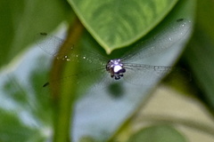 Brachydiplax sobrina