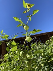 Physalis philadelphica