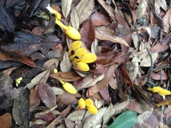 Leucocoprinus fragilissimus image