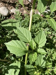 Physalis philadelphica