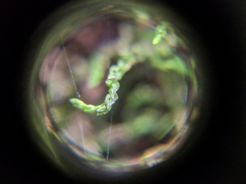 Blunt Leske's Moss (Leskea obscura)