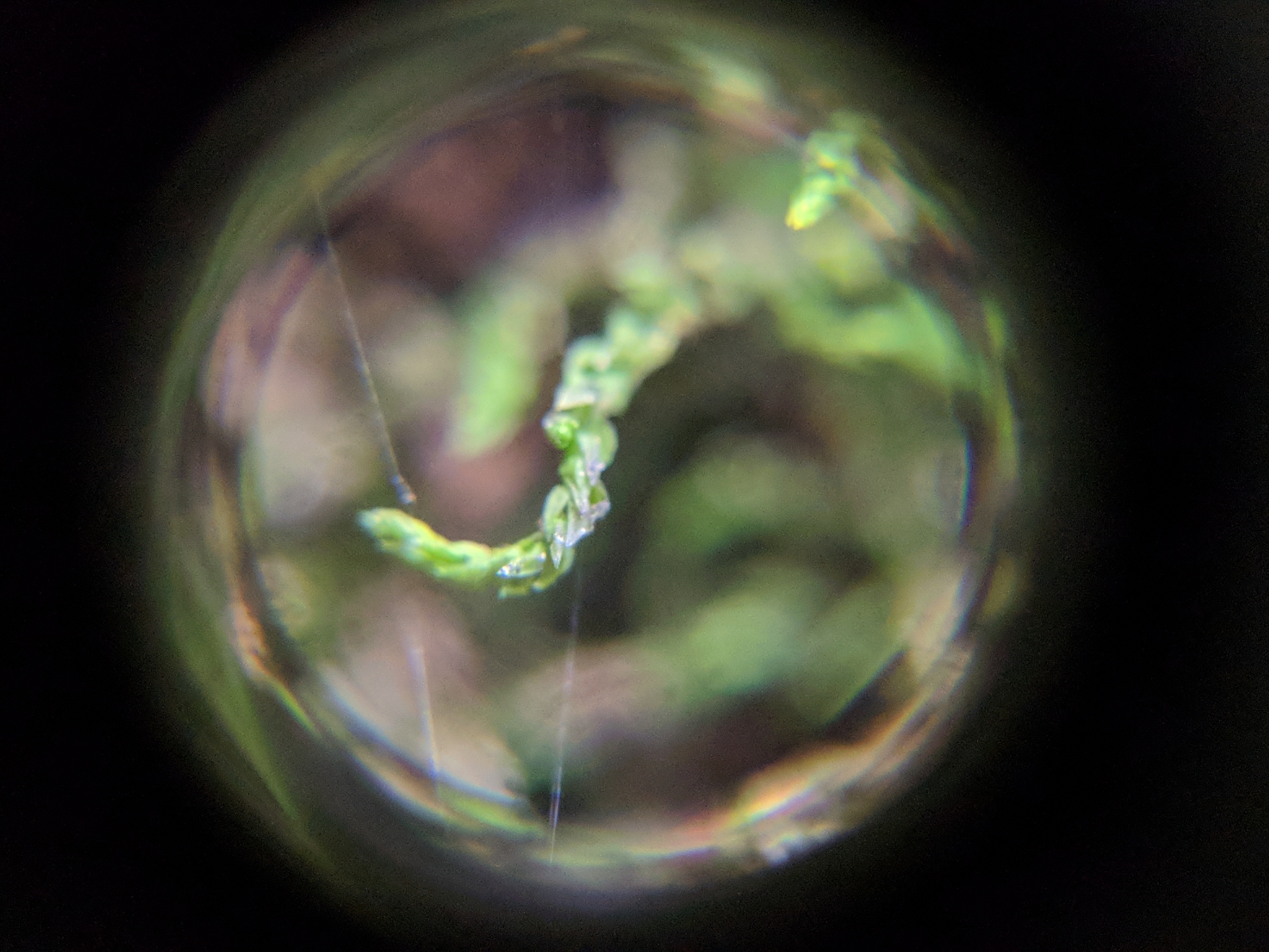 Leskea obscura