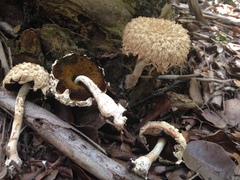 Boletellus ananas image
