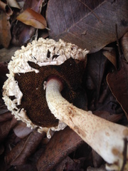 Boletellus ananas image